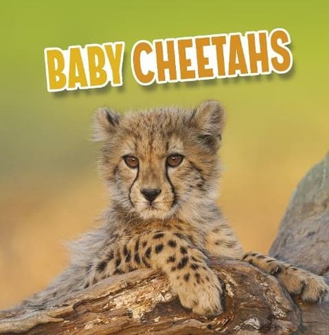 Baby Cheetahs: (Baby Animals)